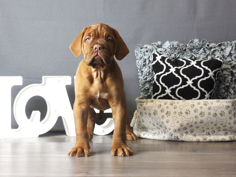 Dogue De Bordeaux