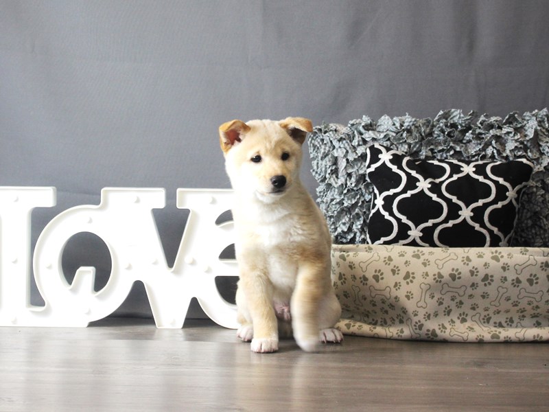 Shiba Inu