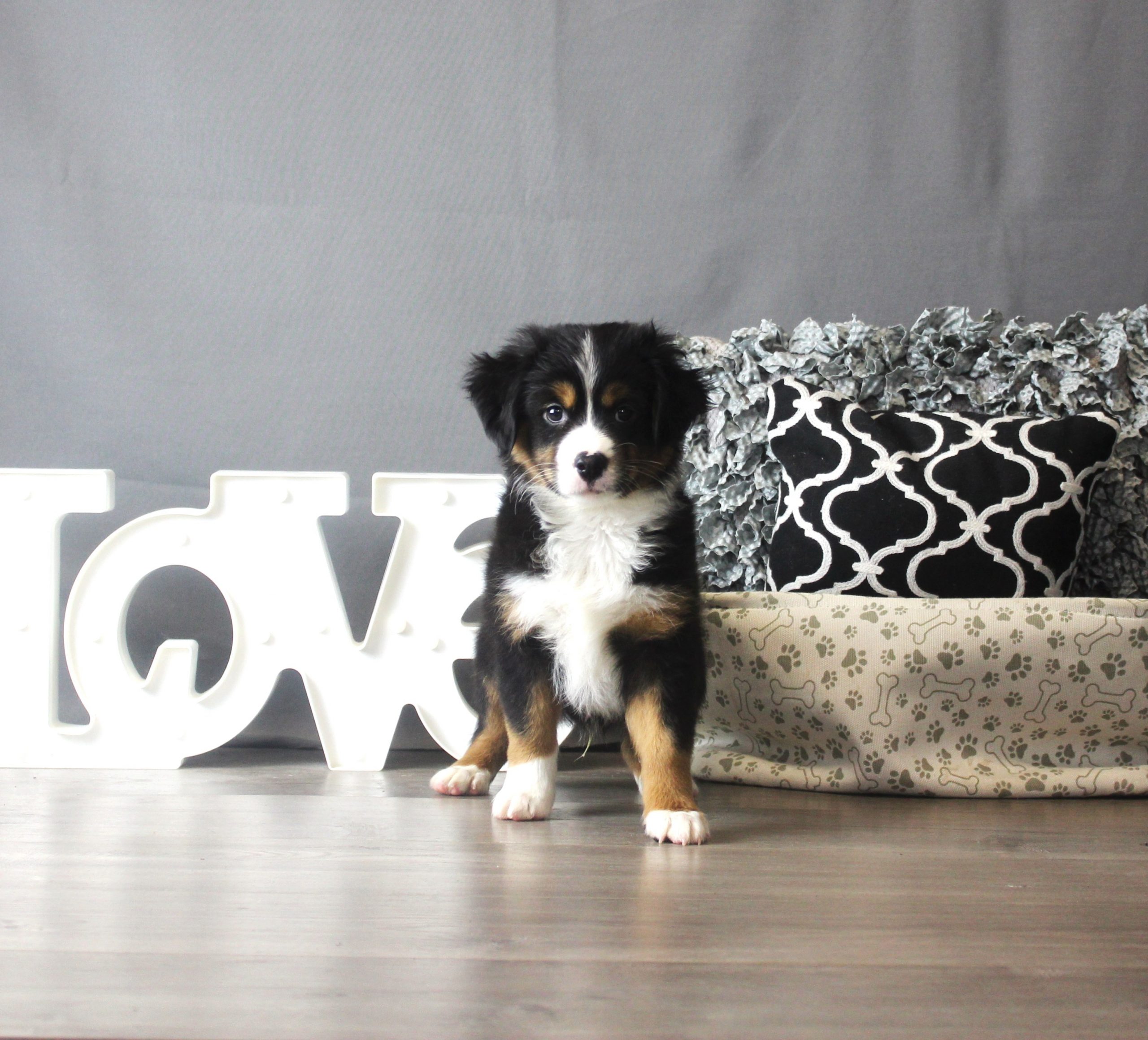 Miniature American Shepherd – 18298