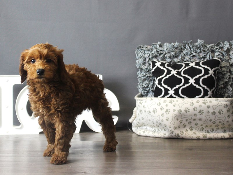 Goldendoodle Mini 2nd Gen