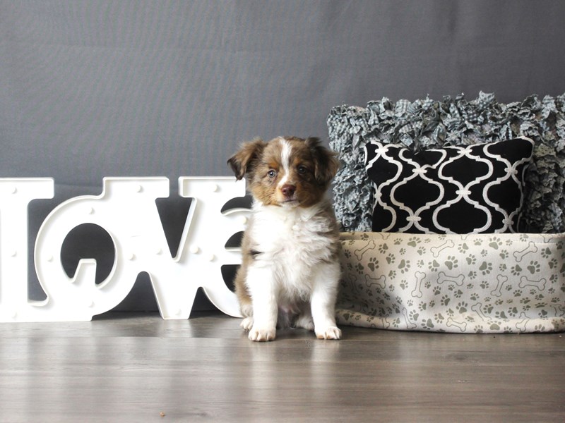Miniature Australian Shepherd