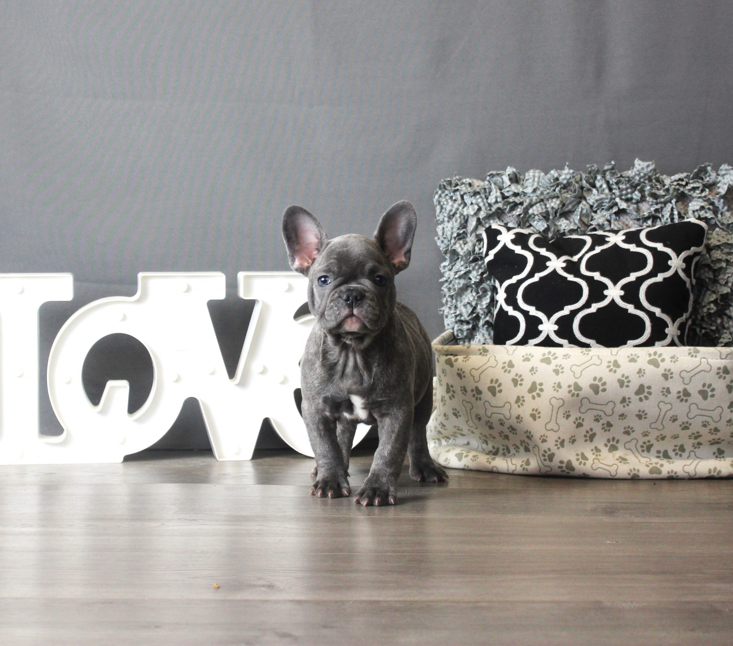 French Bulldog – Boov