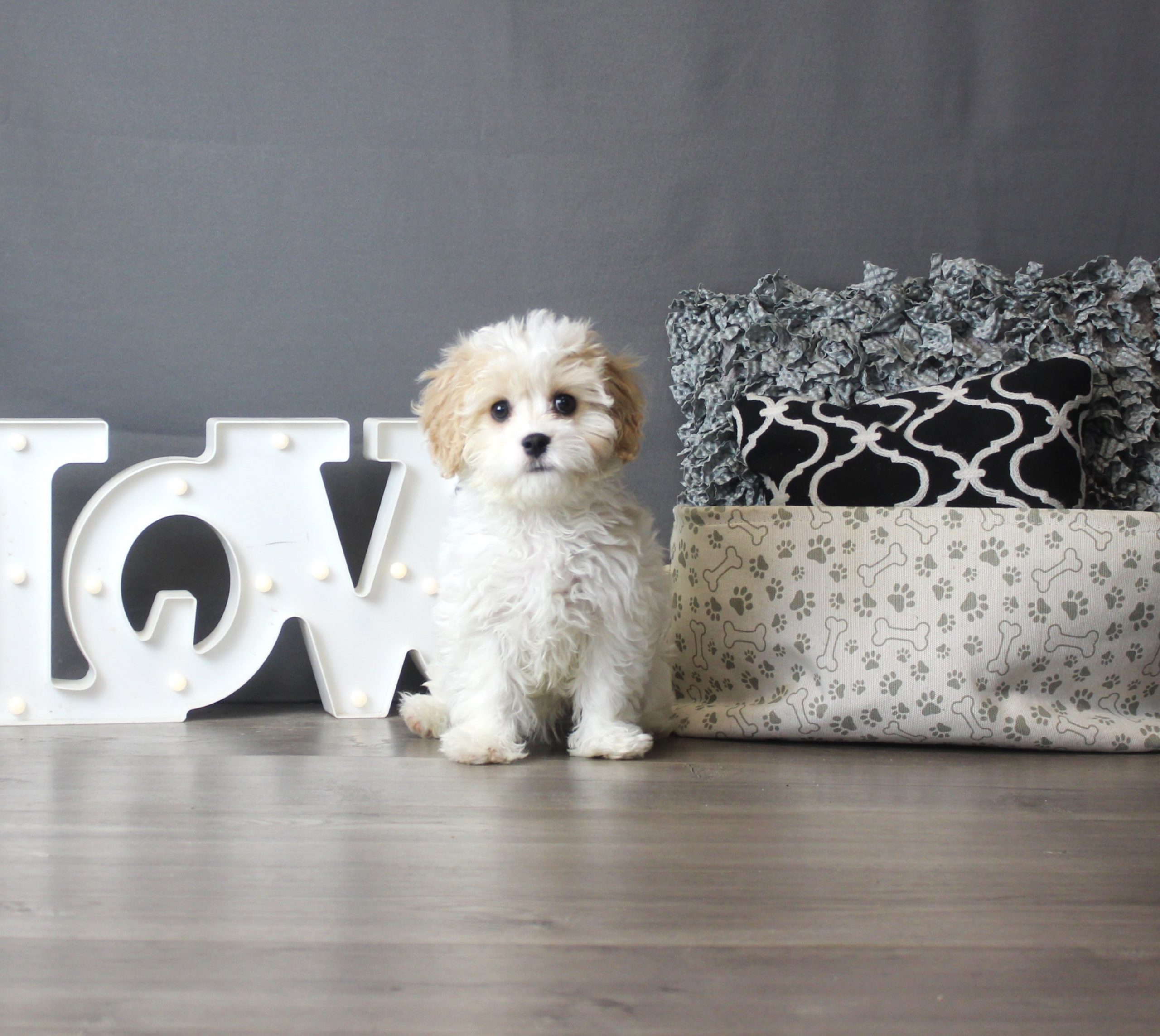 Cavachon – Mazie