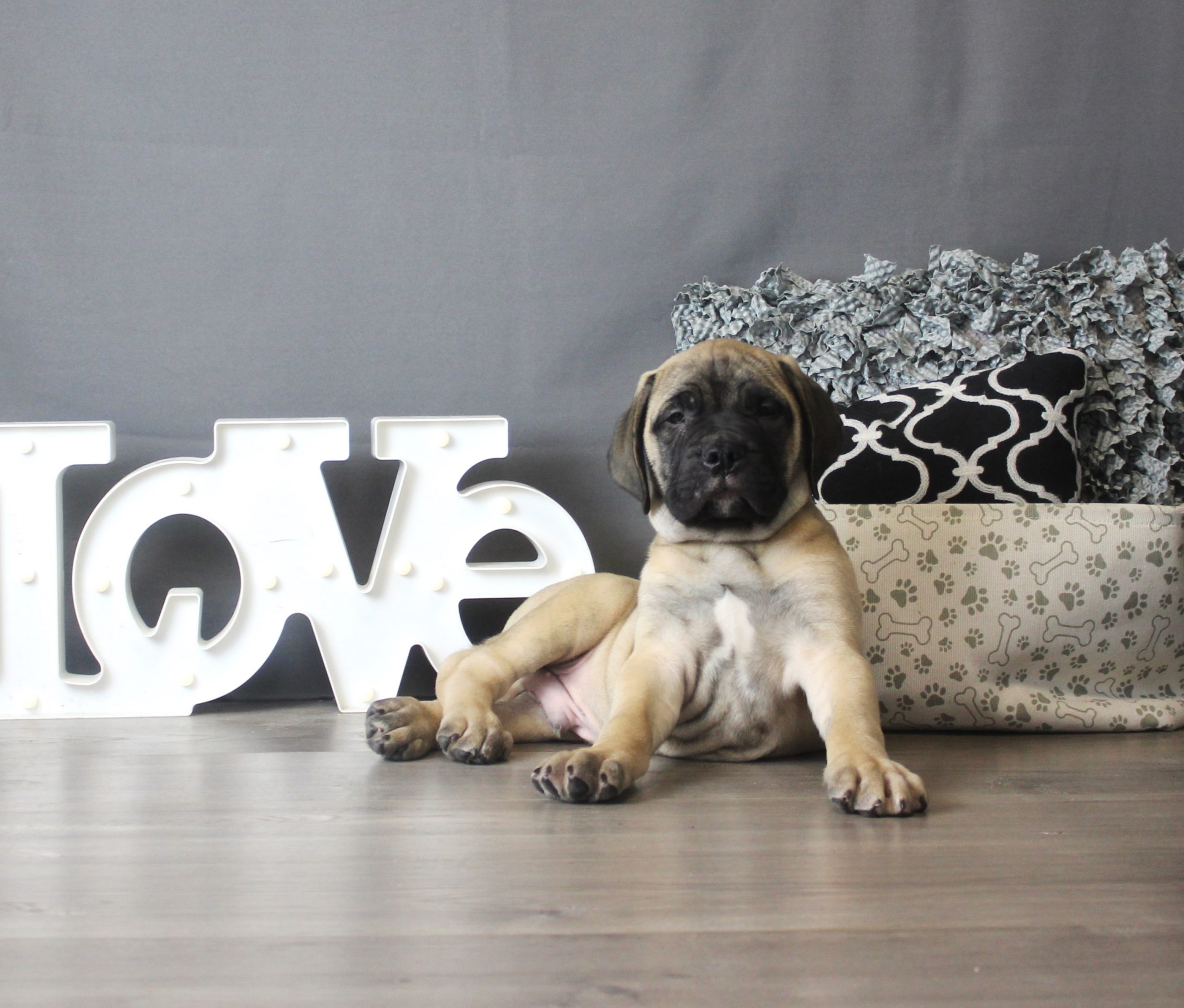 Bullmastiff