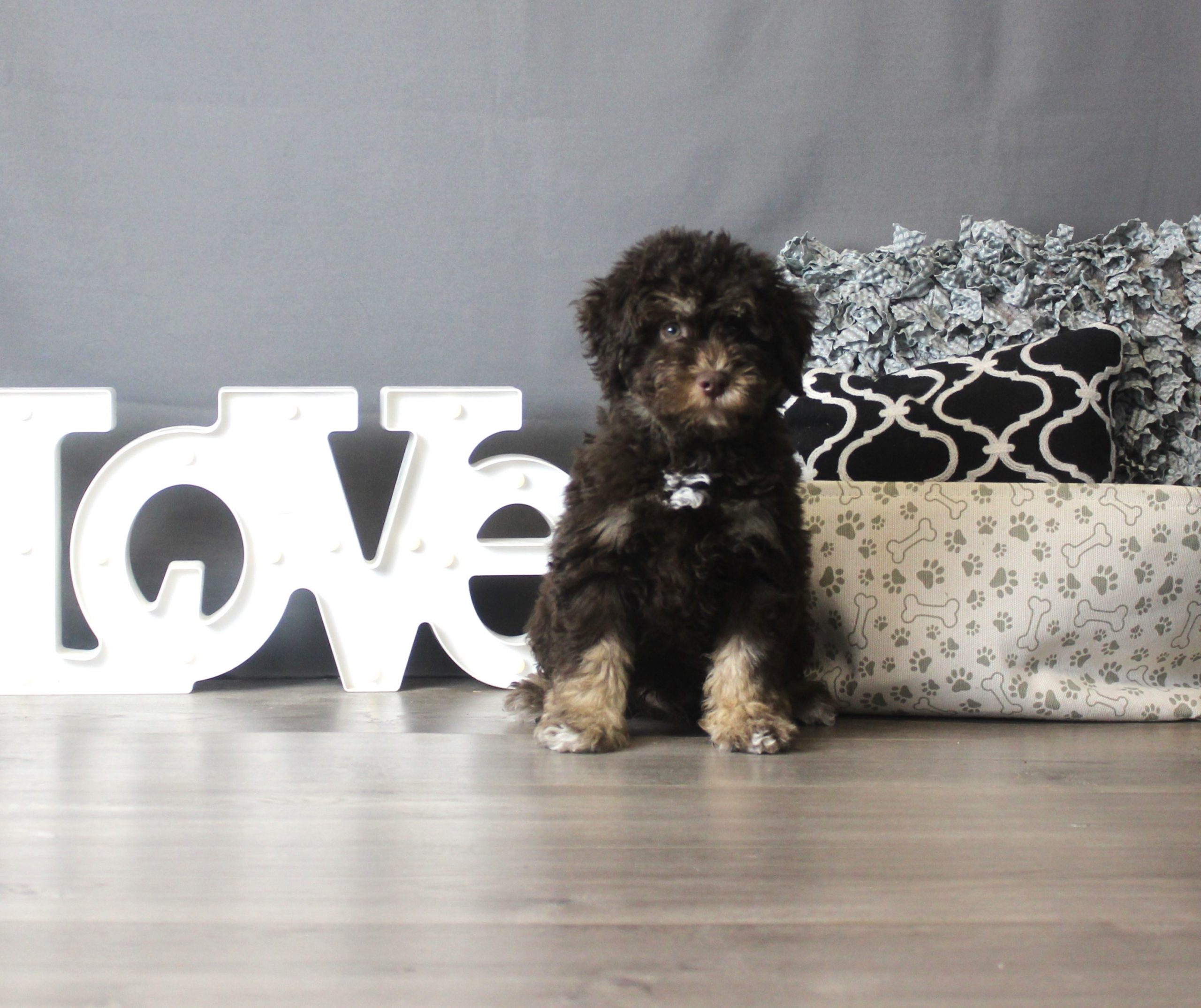 Schnoodle – 18344
