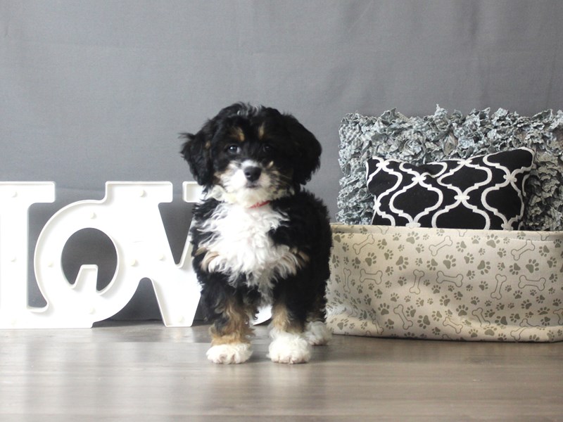 Mini Bernadoodle