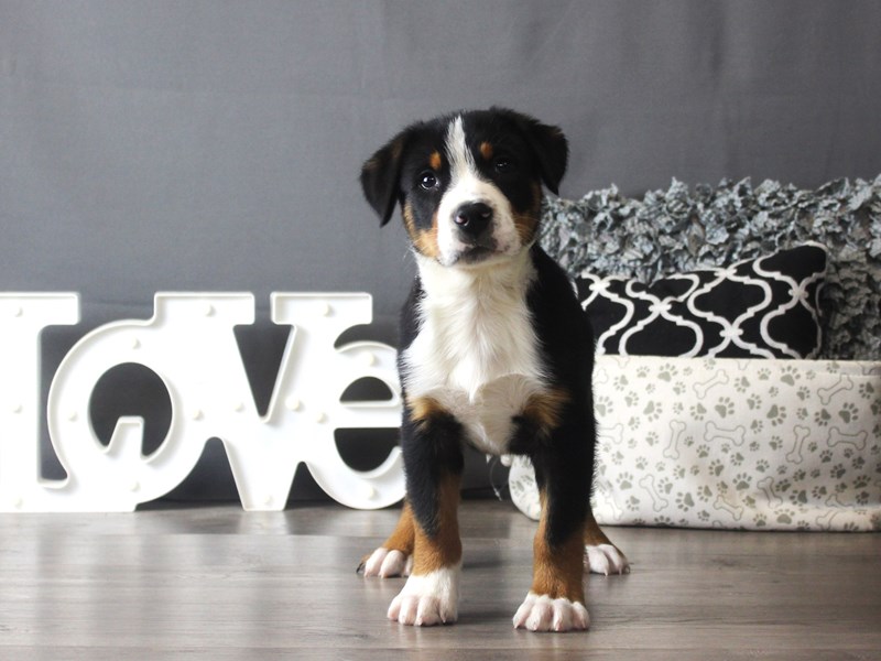 Greater Swiss Mountain Dog
