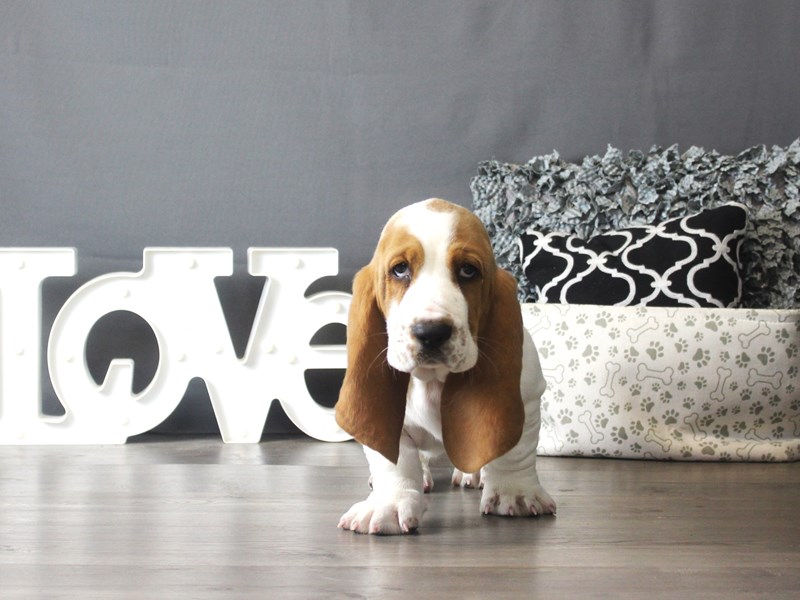 Basset Hound