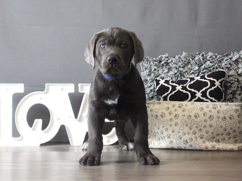 Cane Corso