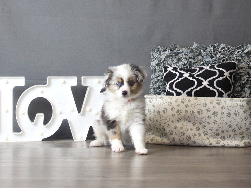 Miniature Australian Shepherd