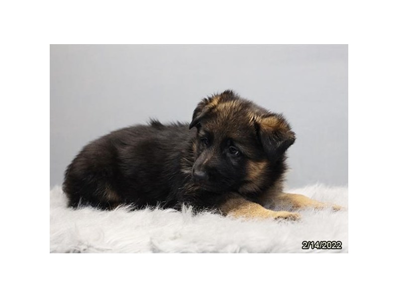 German Shepherd Dog