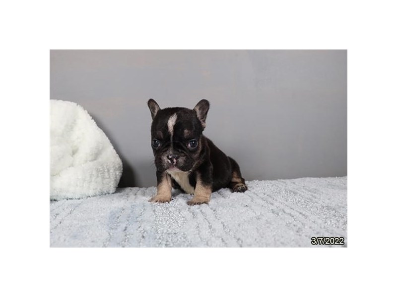 French Bulldog