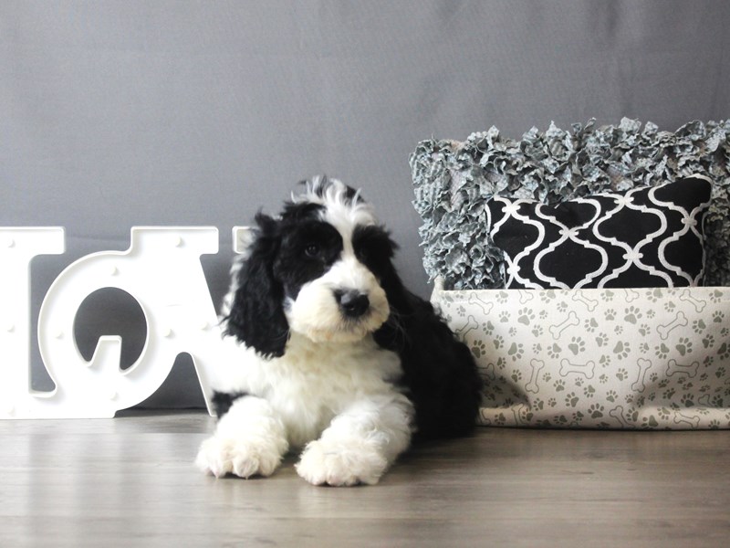 Old English Sheepdog/Poodle
