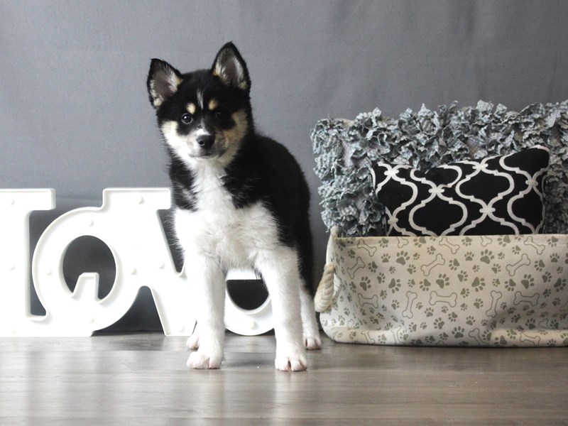 Pomsky