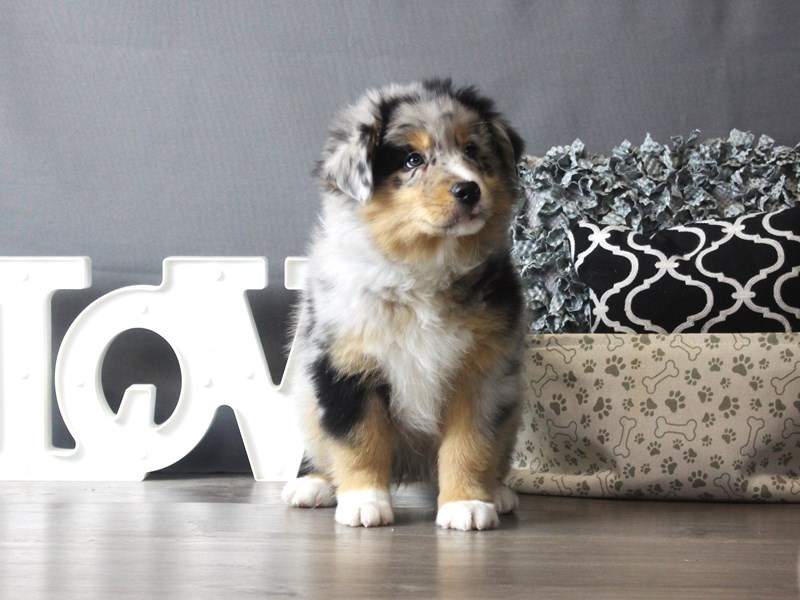 Australian Shepherd
