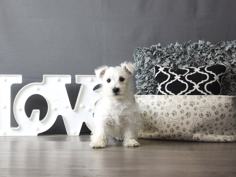 West Highland White Terrier