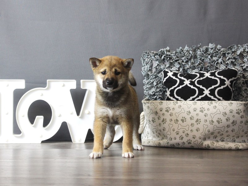 Shiba Inu