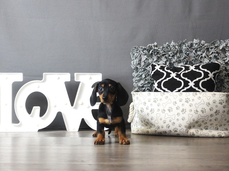 Dachshund