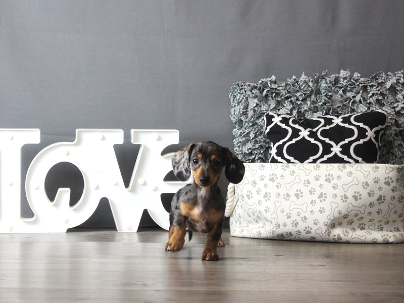Dachshund