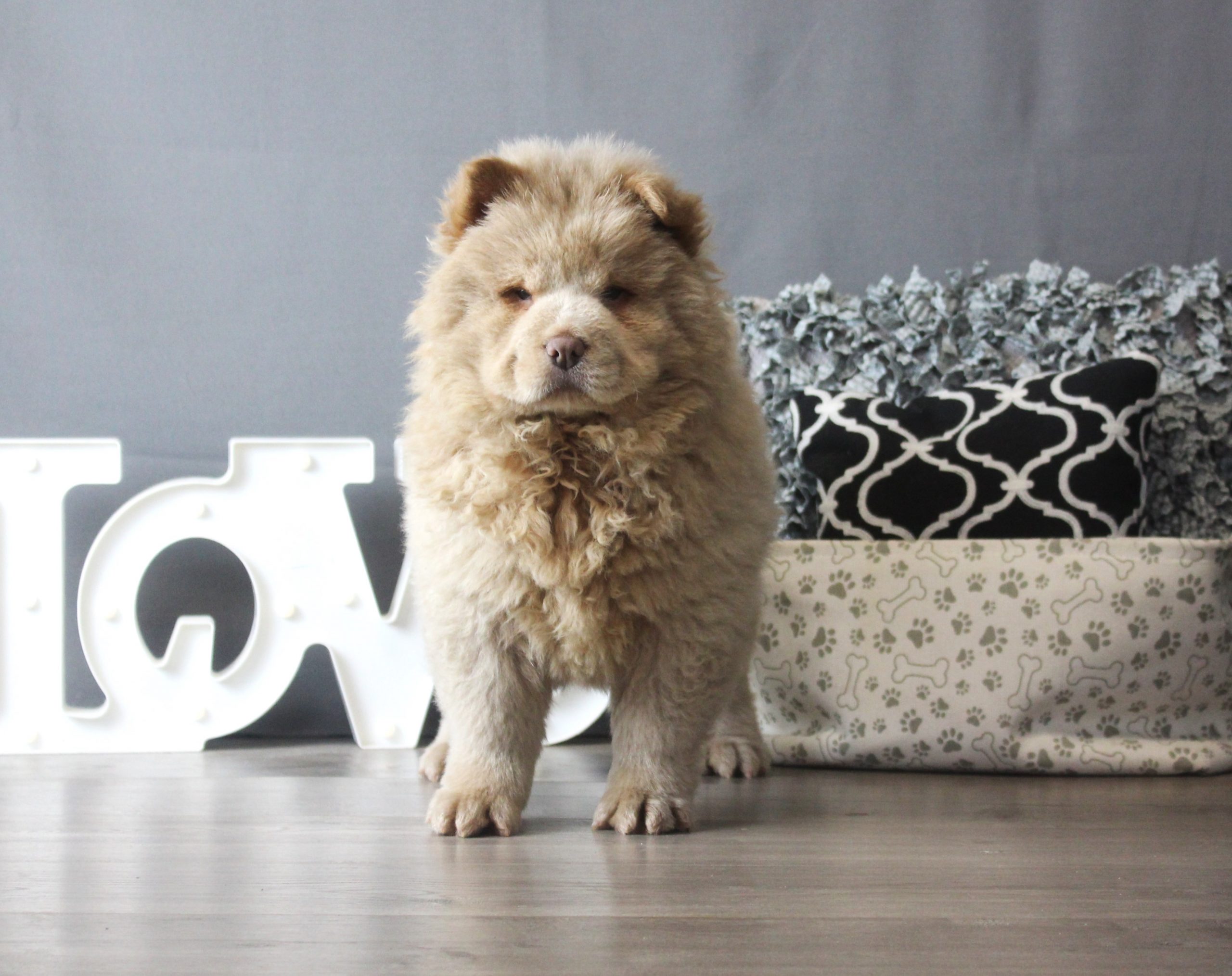Chow Chow