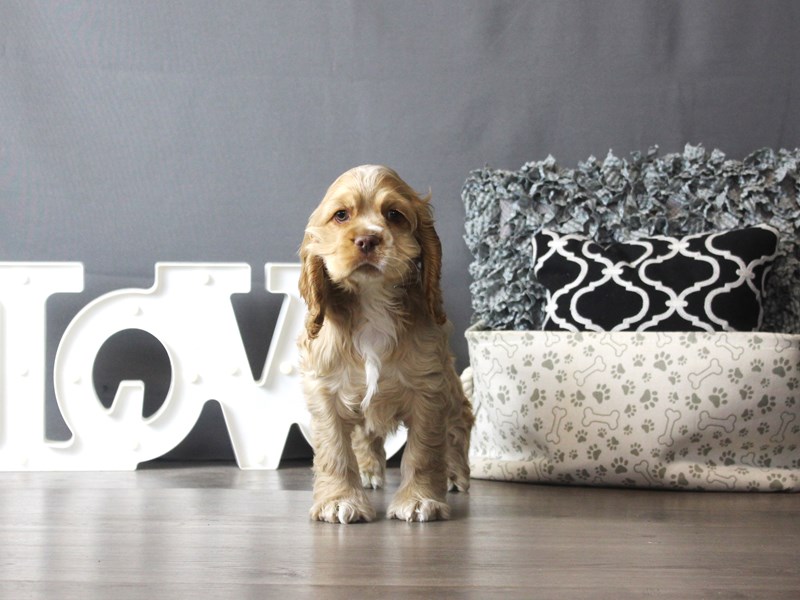 Cocker Spaniel