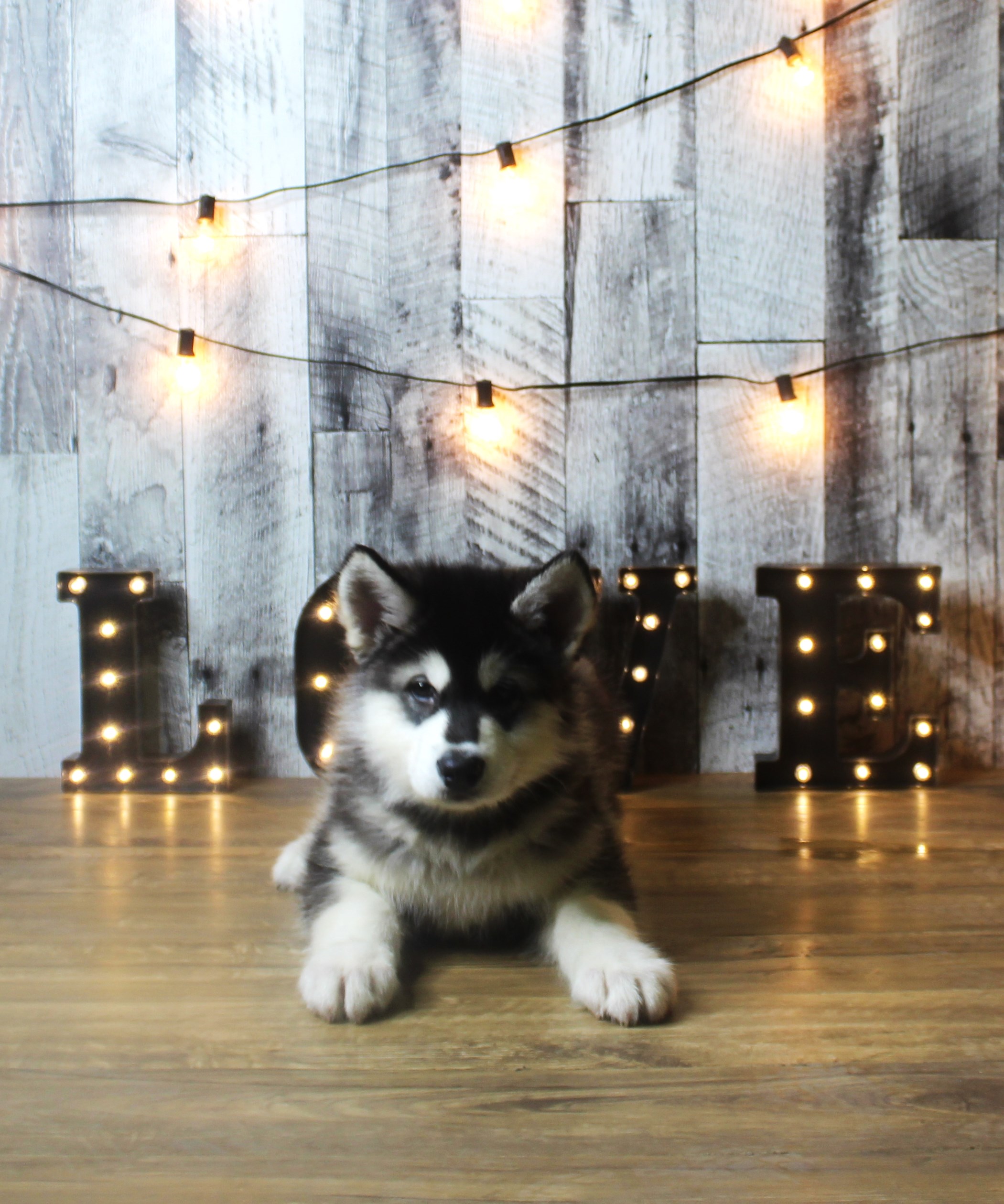 Alaskan Malamute