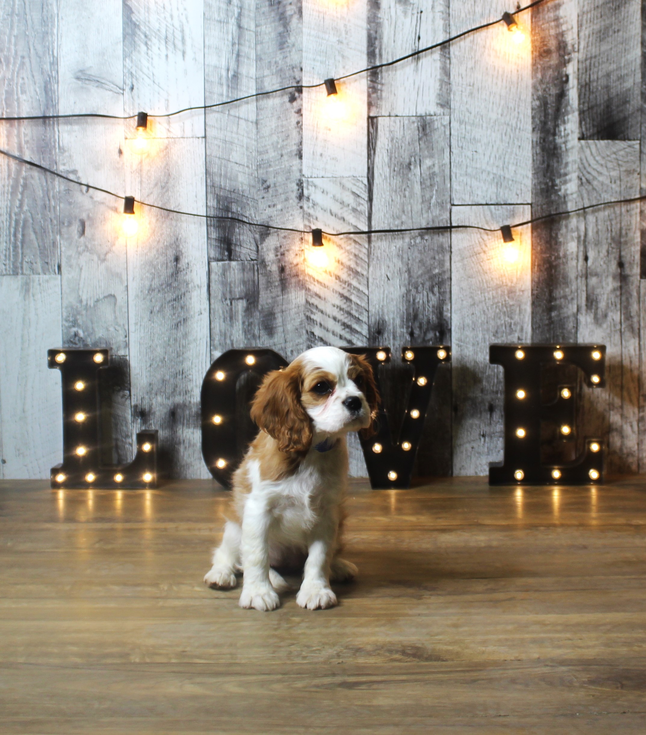 Cavalier King Charles Spaniel – 18399