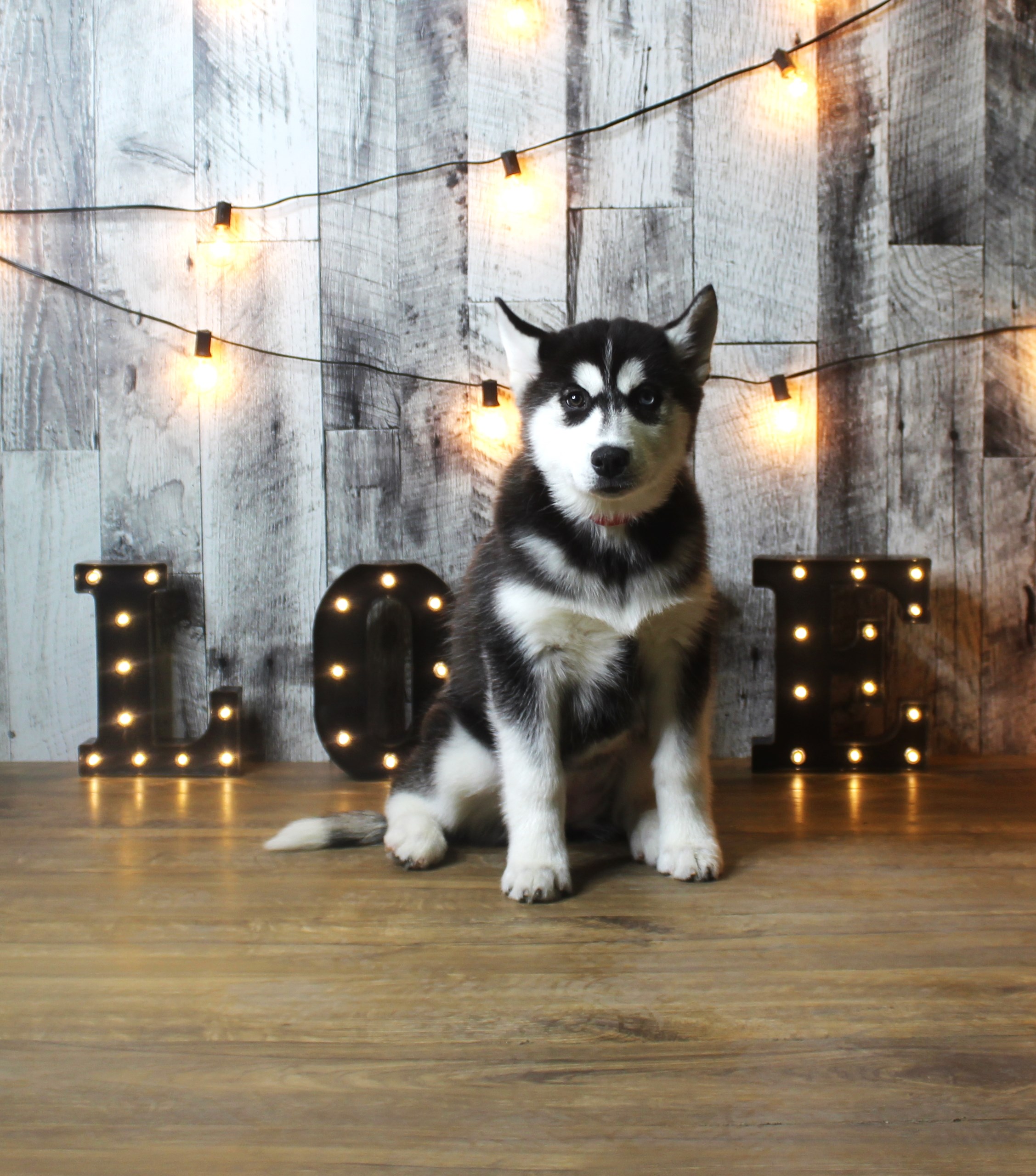 Siberian Husky