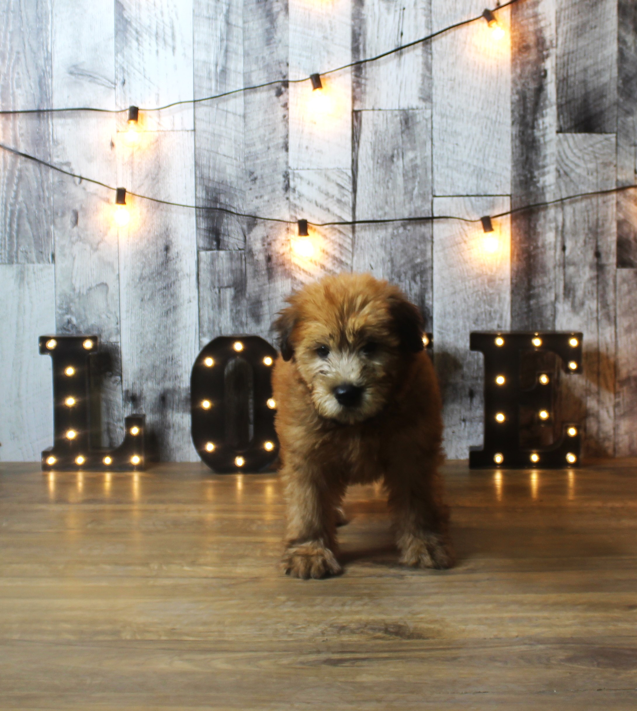 Soft Coated Wheaten Terrier – 18413