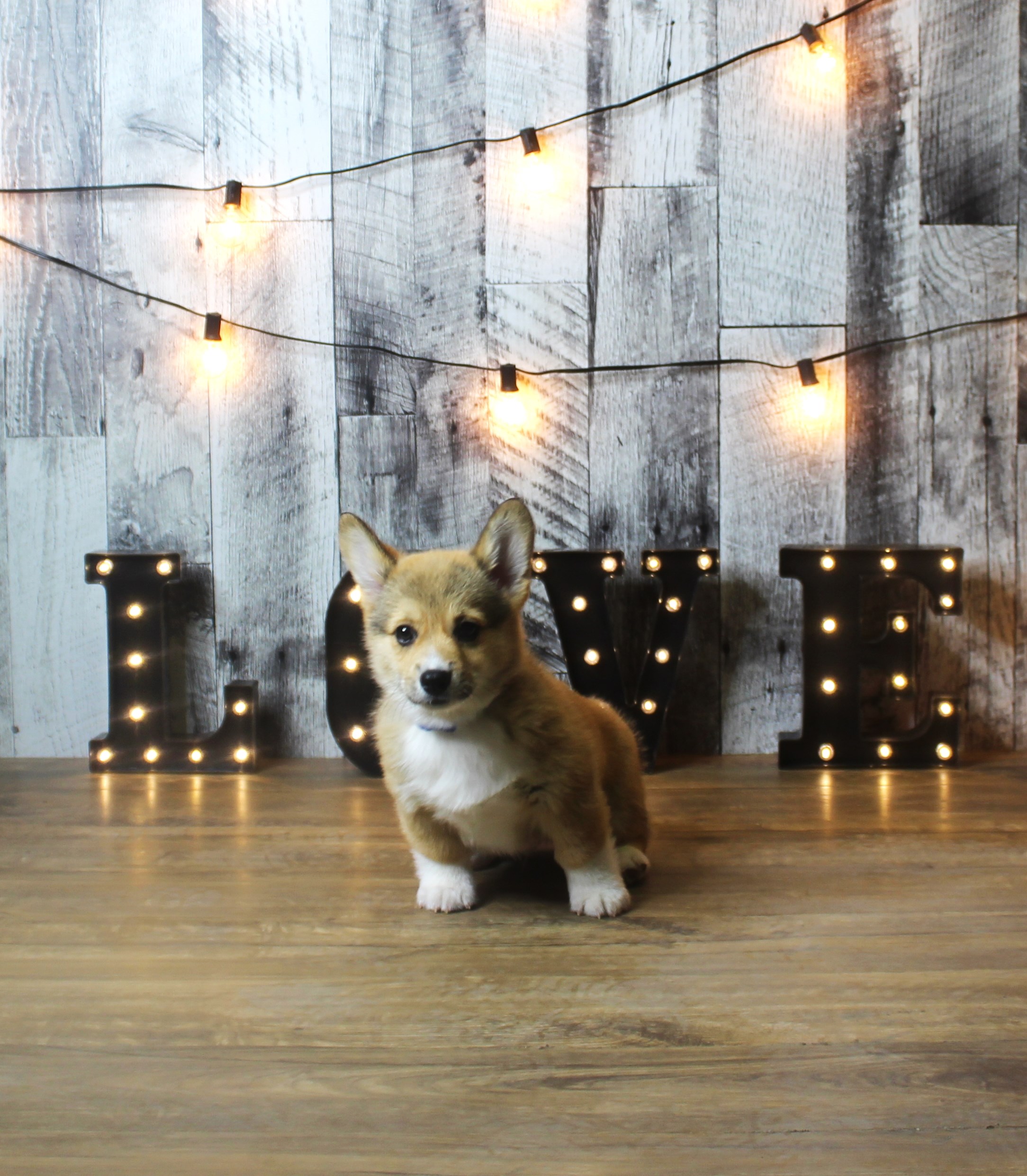 Pembroke Welsh Corgi