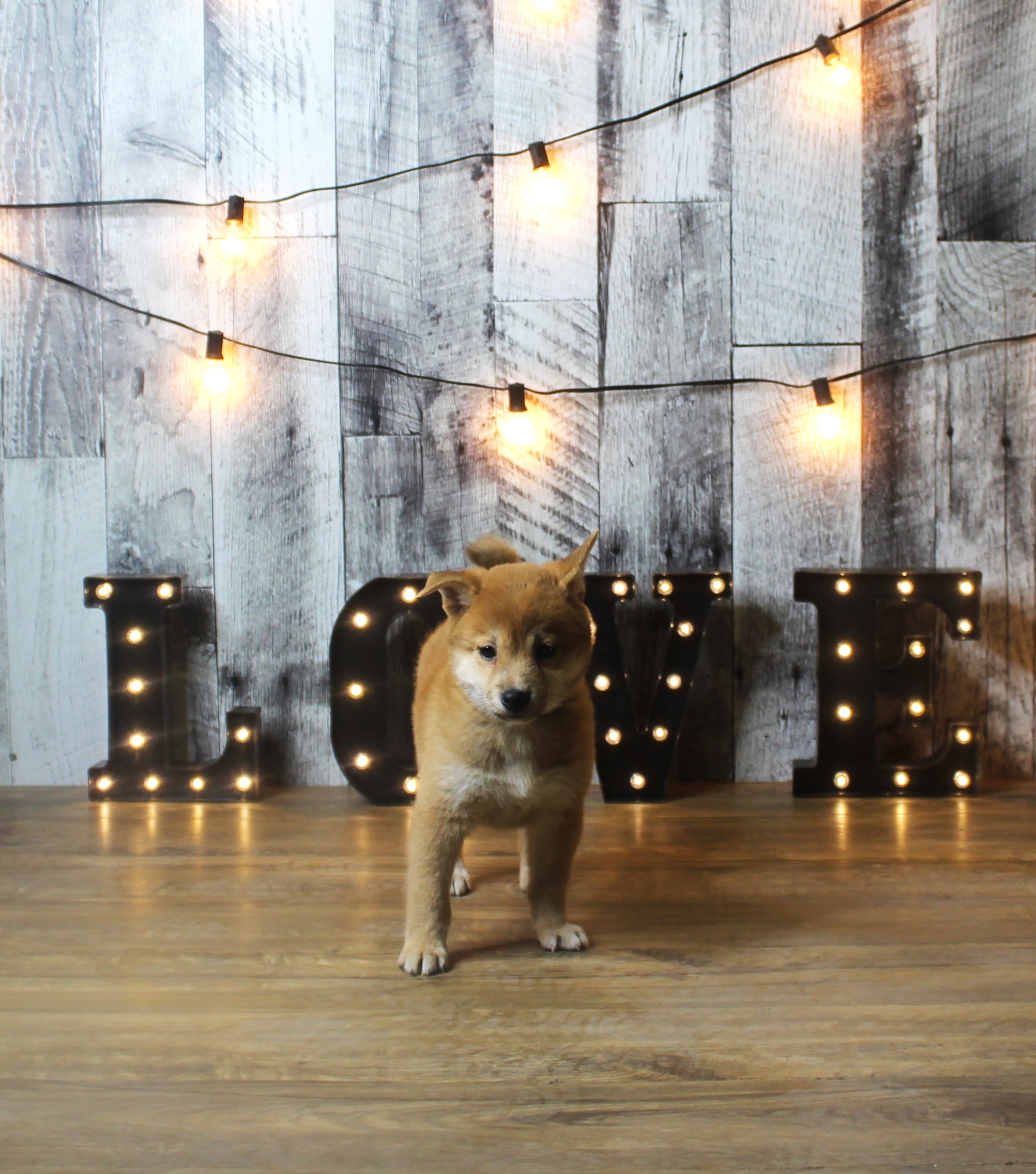 Shiba Inu