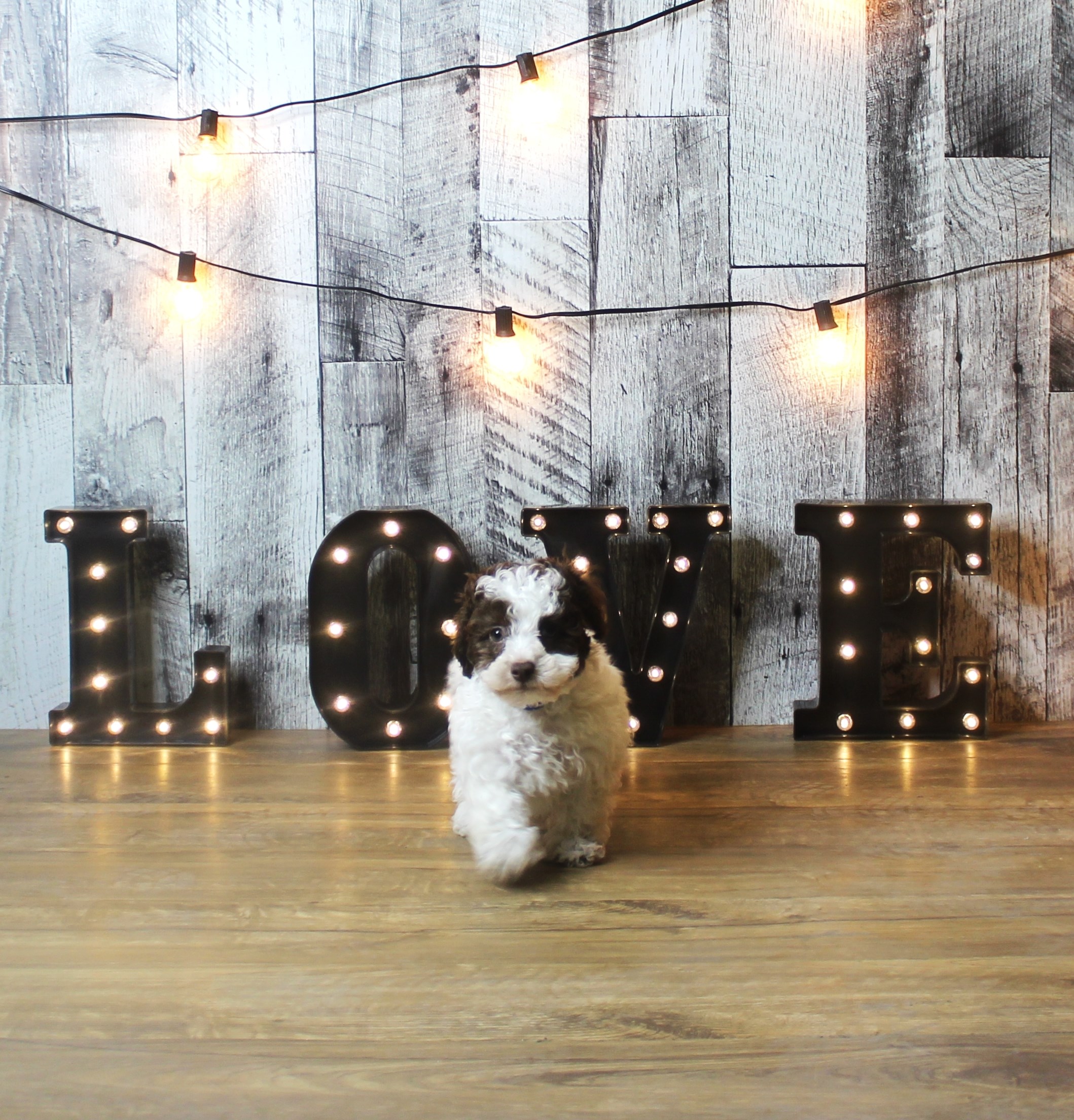 Poodle – Roger