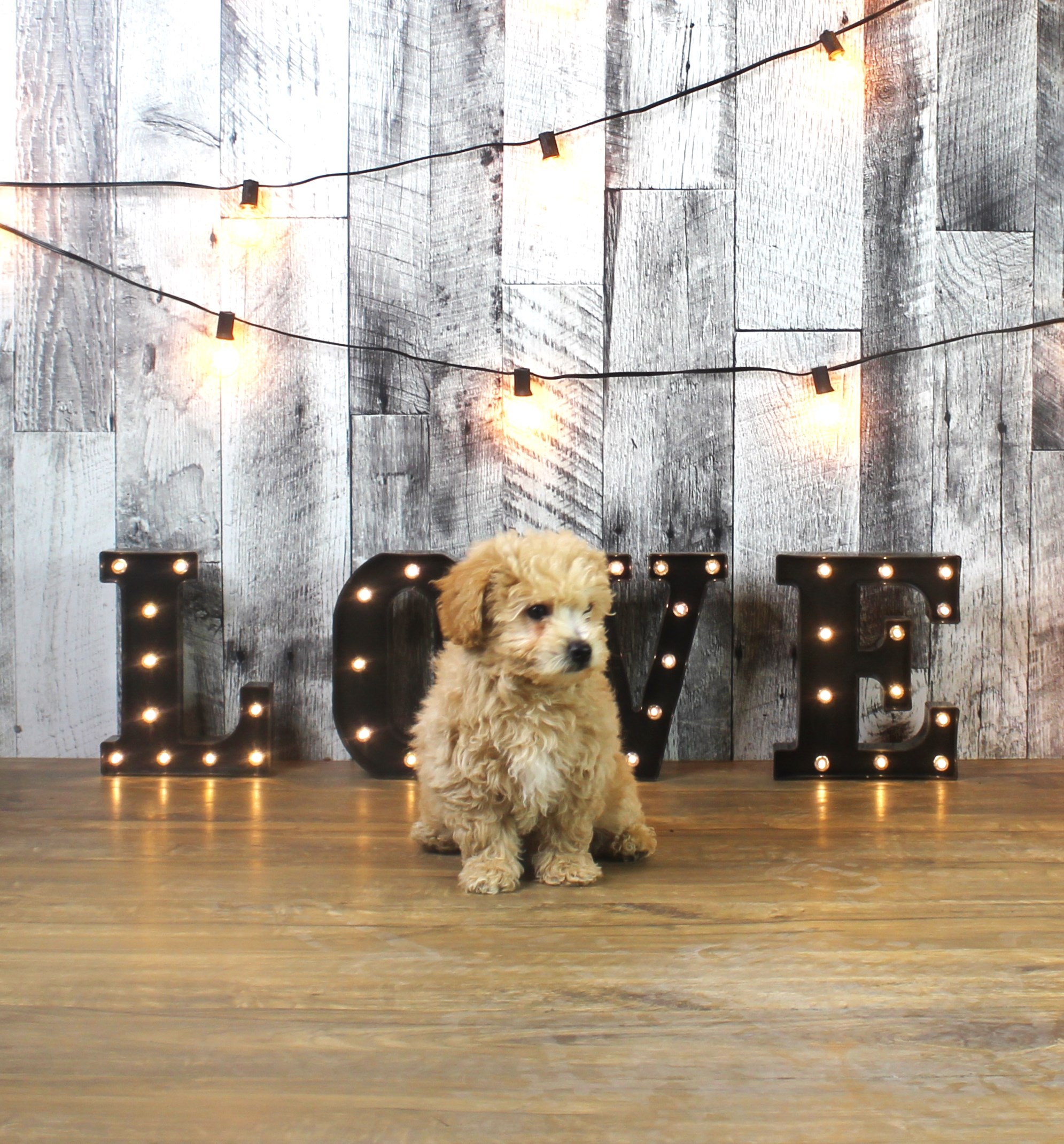 Bichonpoo