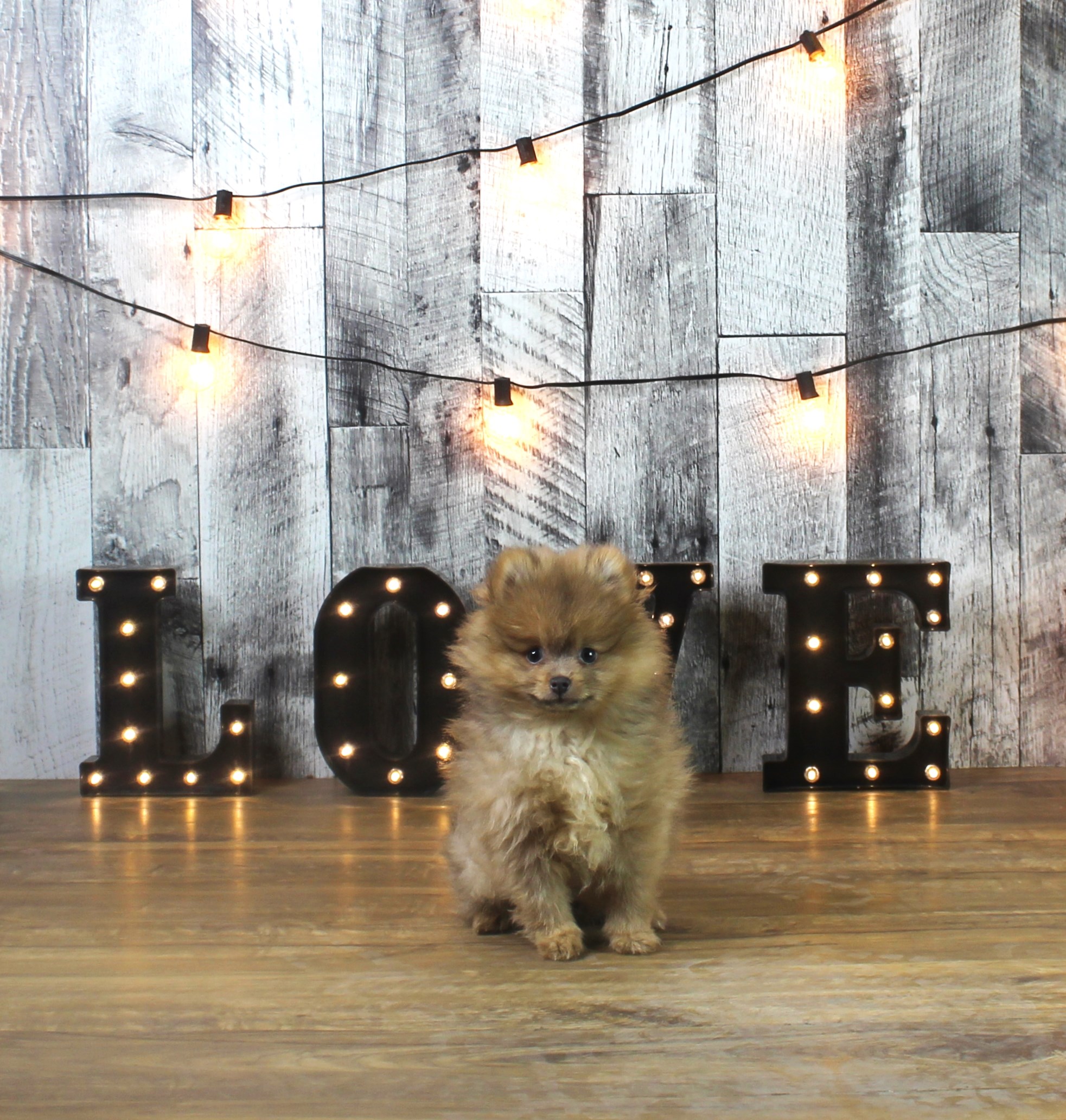 Pomeranian