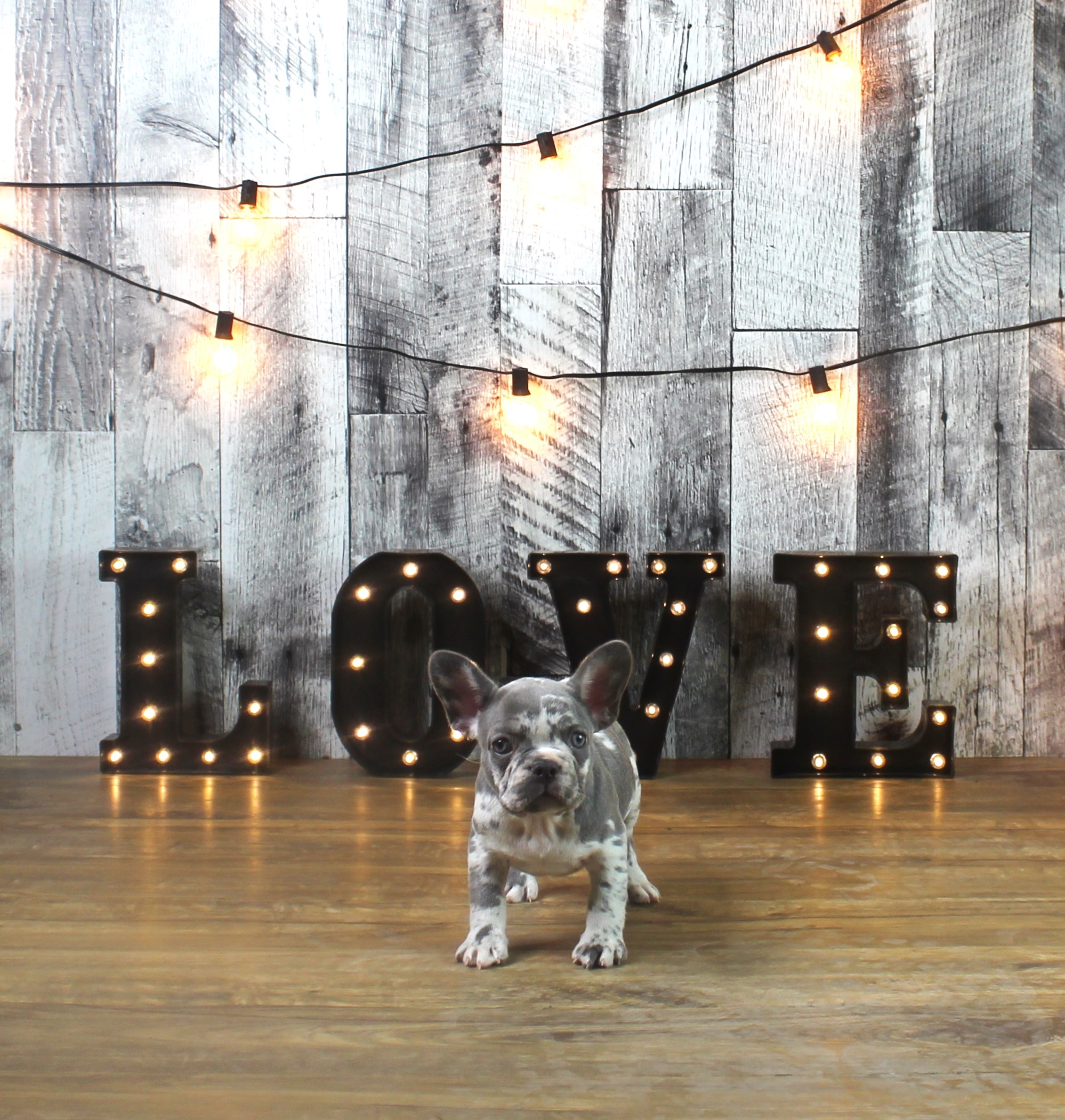 French Bulldog
