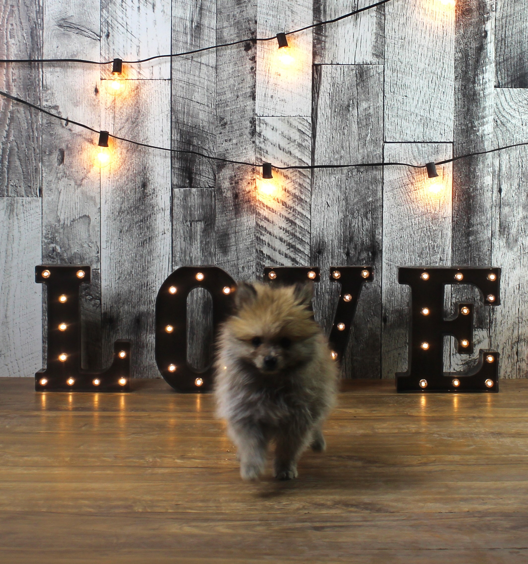Pomeranian