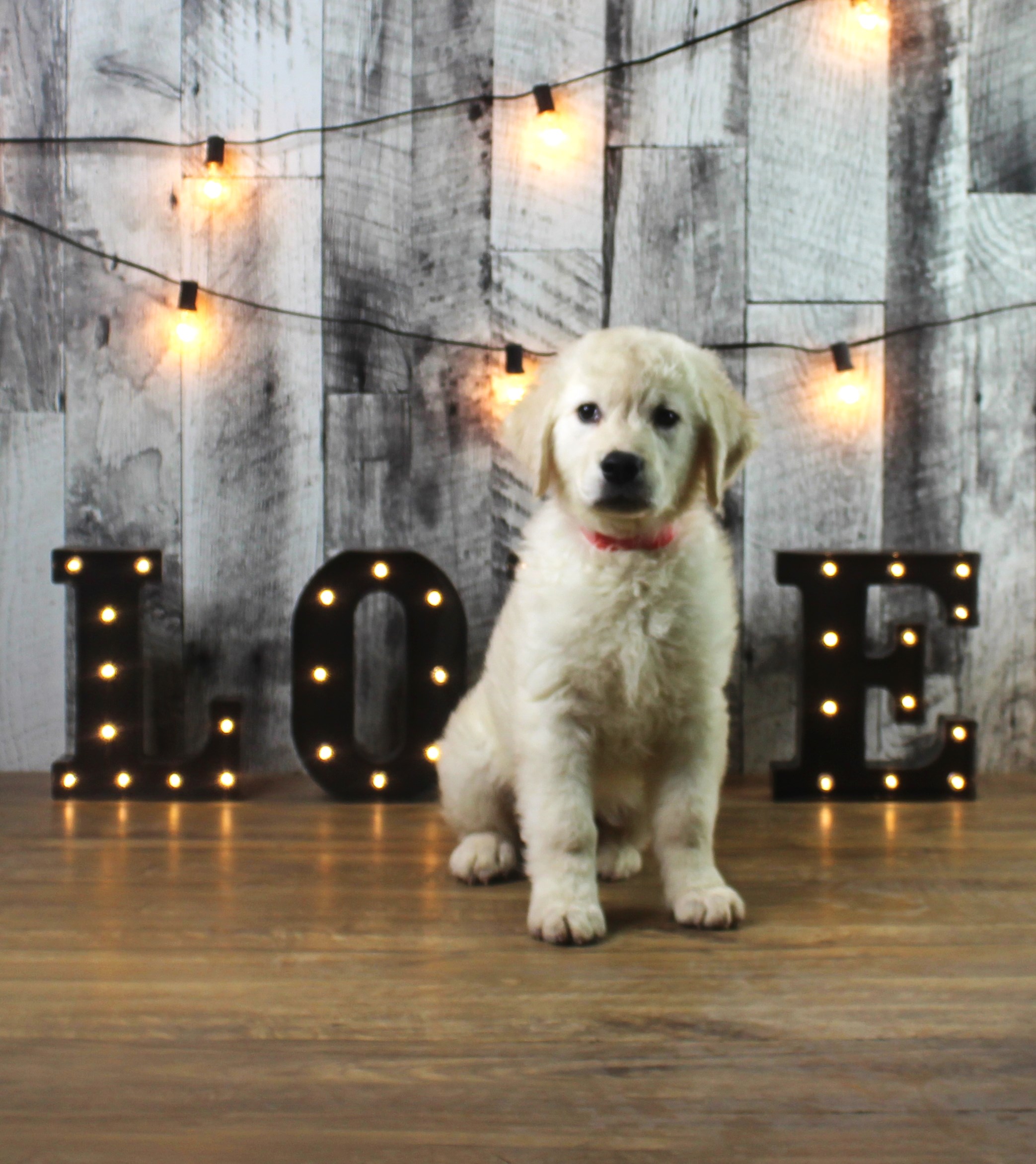 Golden Retriever