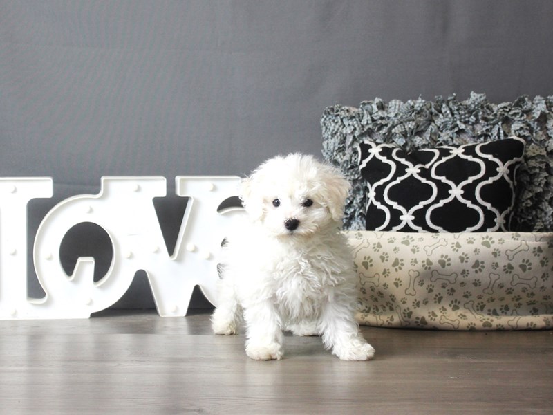 Bichon Frise