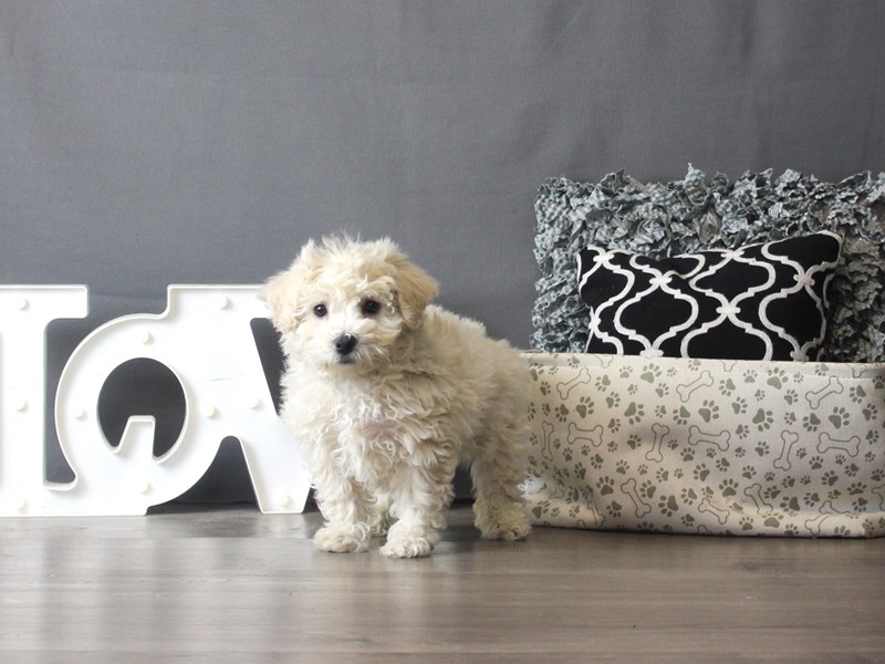 Bichonpoo