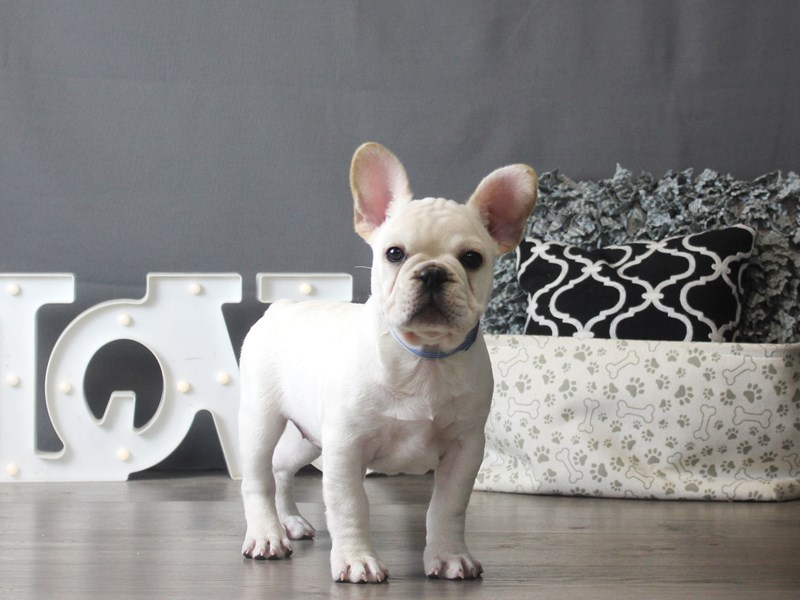 French Bulldog