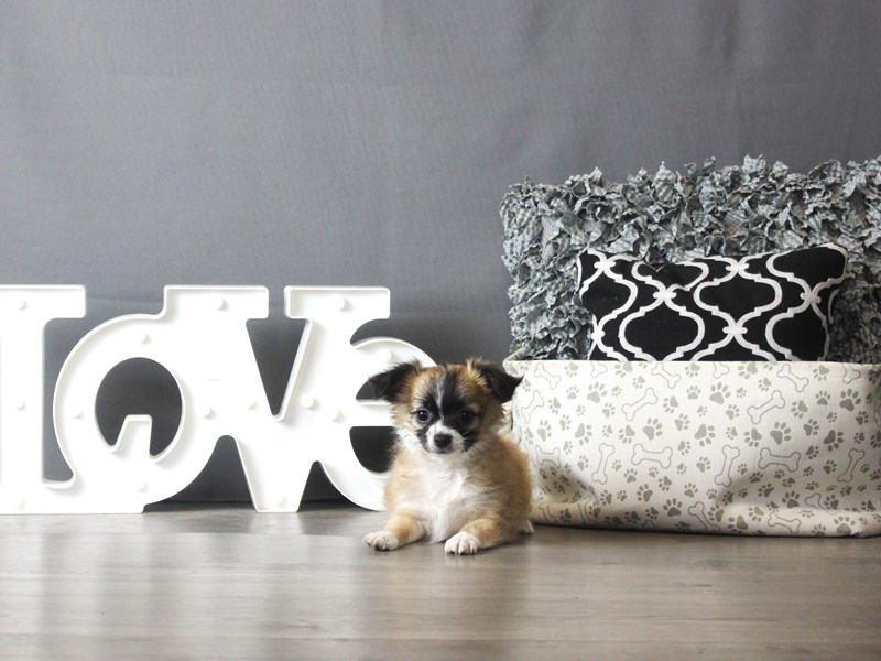 Chihuahua