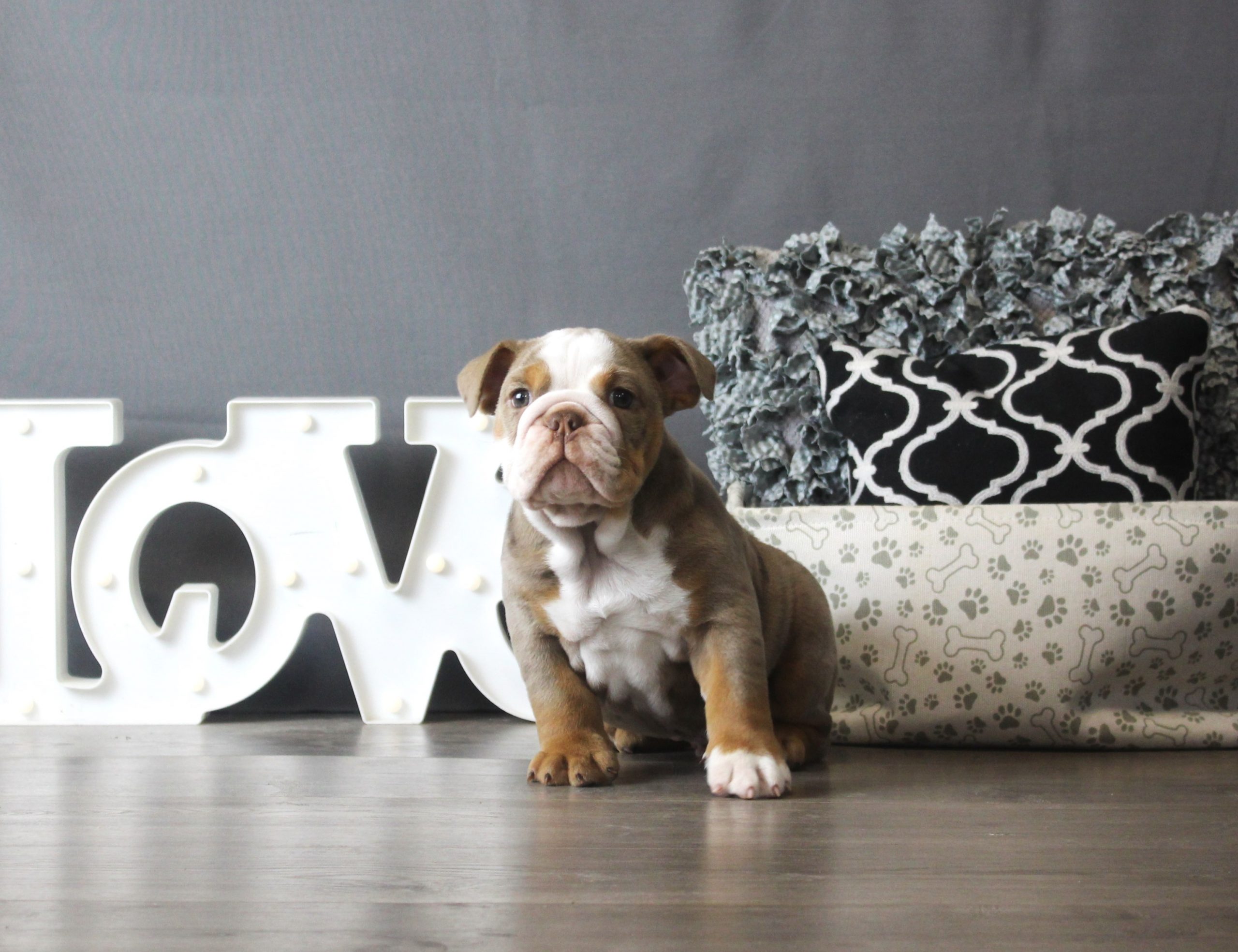 Olde English Bulldogge