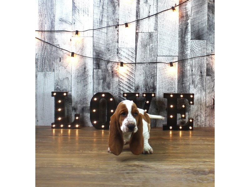 Basset Hound
