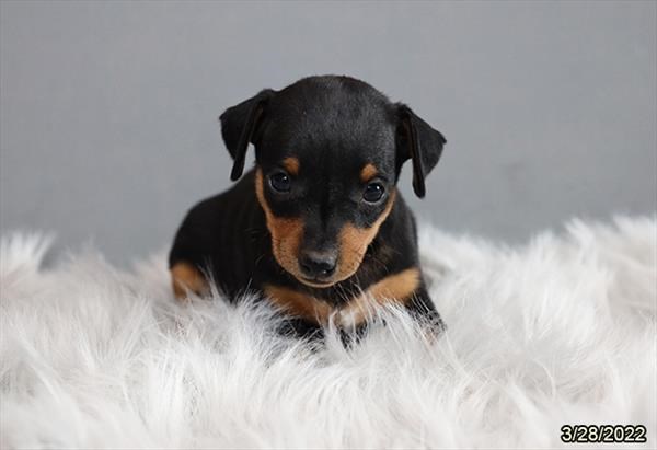 Miniature Pinscher