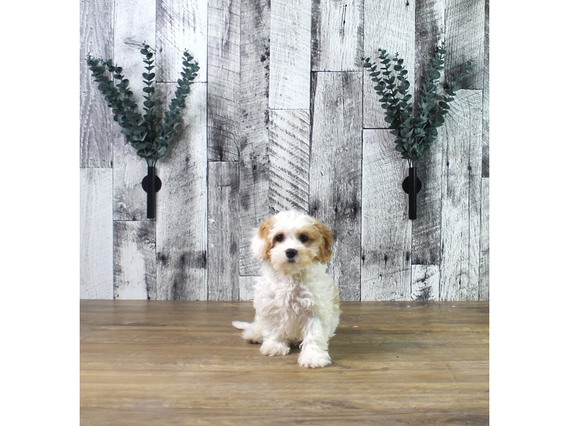 Cavachon
