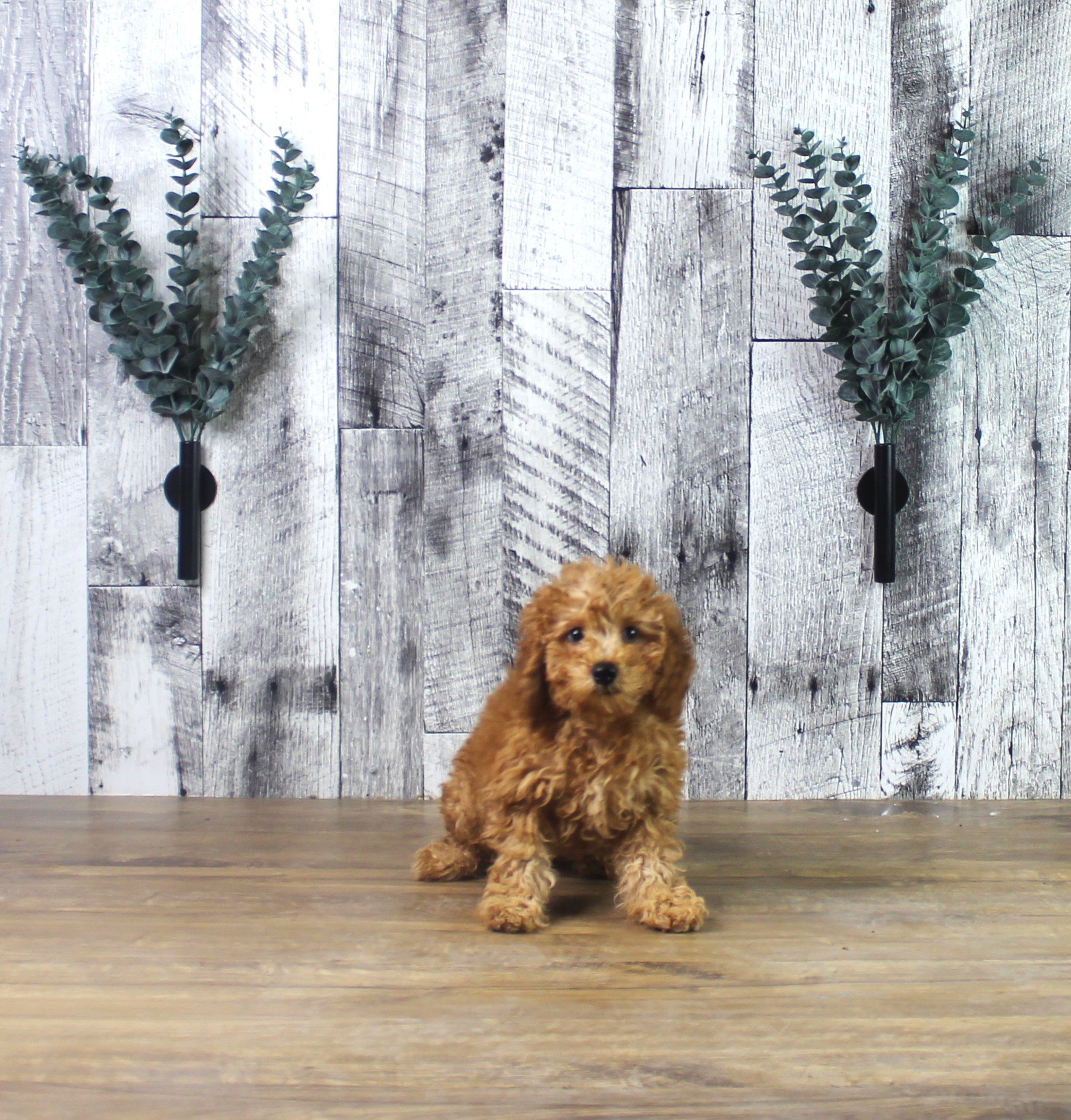 Mini Goldendoodle