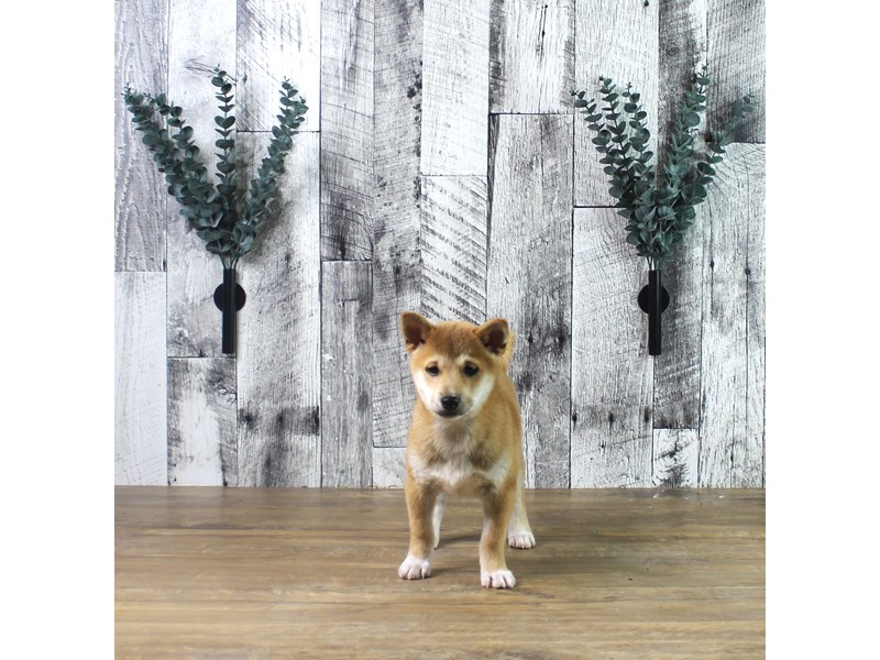 Shiba Inu