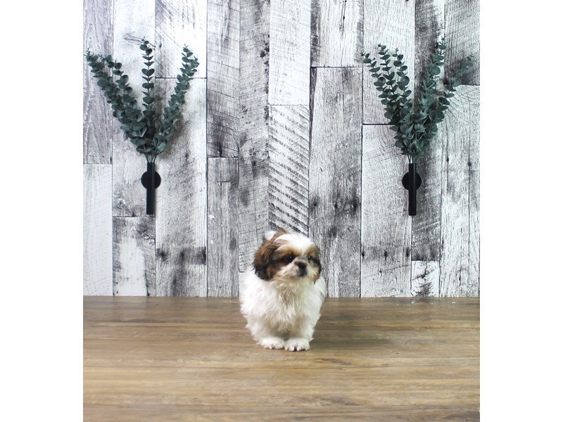 Shih Tzu