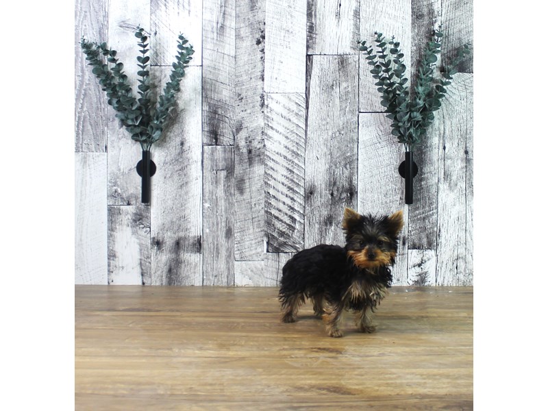 Yorkshire Terrier