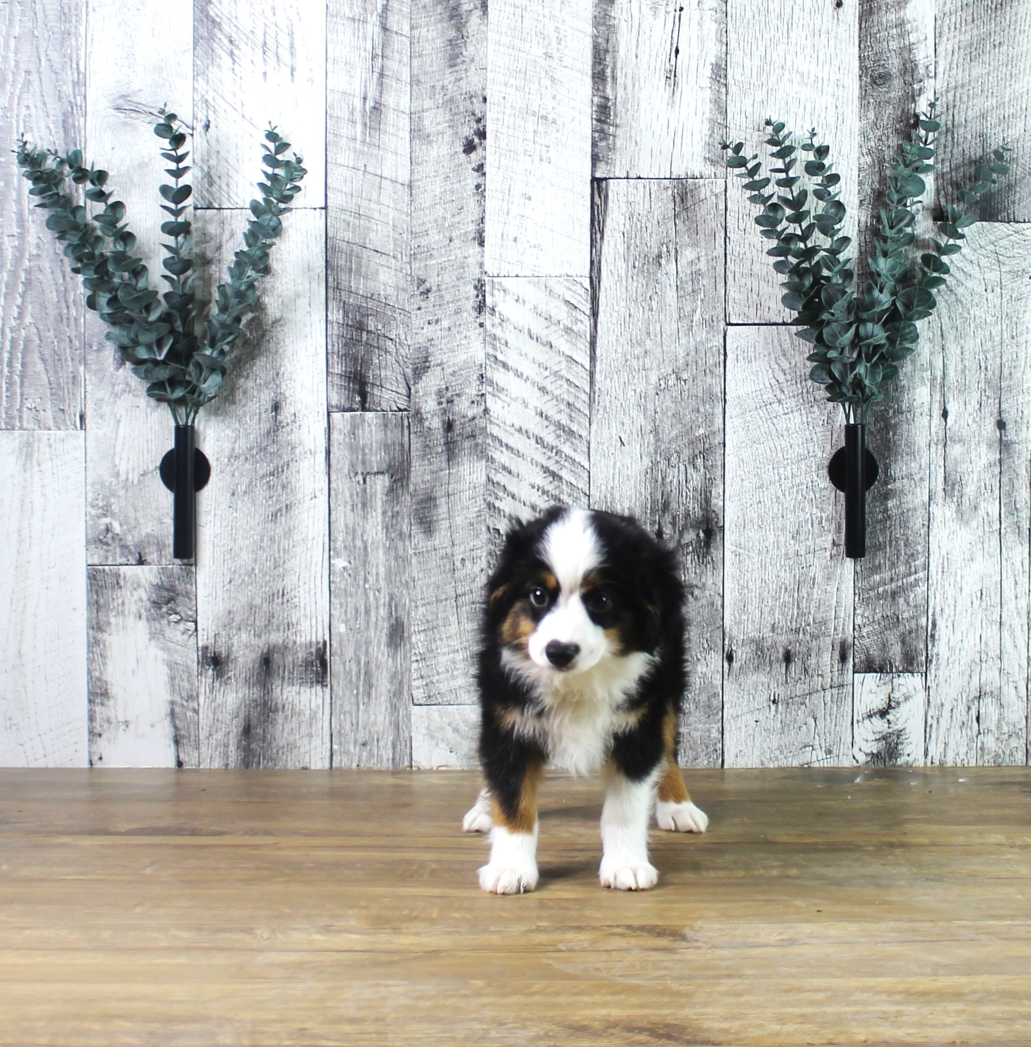 Miniature Australian Shepherd
